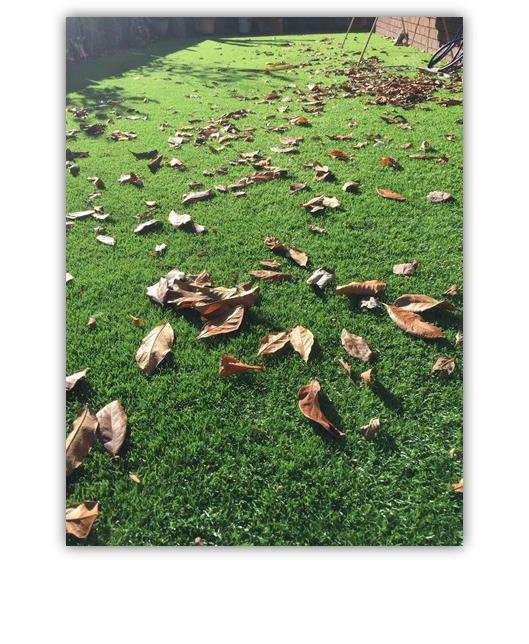 Autumn leaves on a recently completed project.